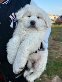 Pastore abruzzese maremmano