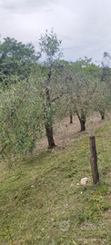 Terreno agricolo/piantoni ulivi zona valenza Terni