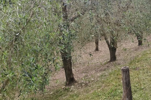 Terreno agricolo/piantoni ulivi zona valenza Terni