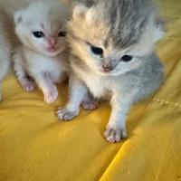 Cuccioli British shorthair con pedigree