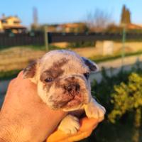 Bulldog francese