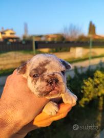 Bulldog francese