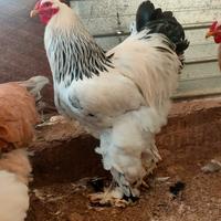 Coppia brahma Columbia