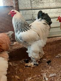 Coppia brahma Columbia