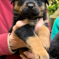 Splendidi cuccioli di rottweiler