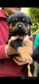 Splendidi cuccioli di rottweiler