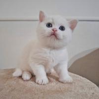 British/scottish straight