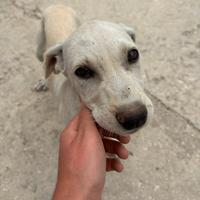 Cagnolina super dolce