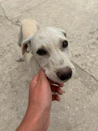 Cagnolina super dolce