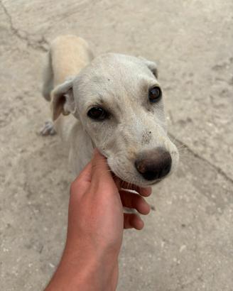 Cagnolina super dolce