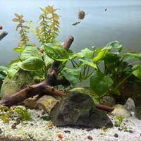 Acquario completo