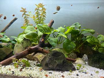 Acquario completo