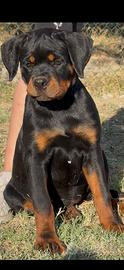 Cucciola Rottweiler