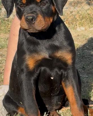 Cucciola Rottweiler