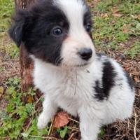 Cani Border Collie