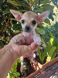 Chihuahua toy maschio 1