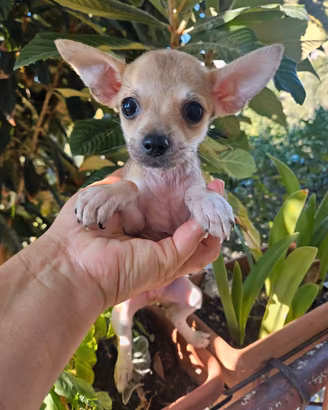Chihuahua toy maschio 1