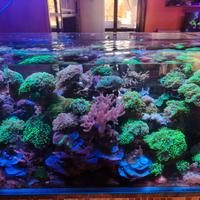 Talee corallo acquario marino