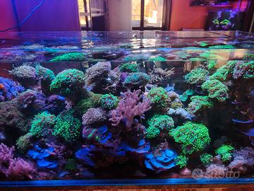 Talee corallo acquario marino