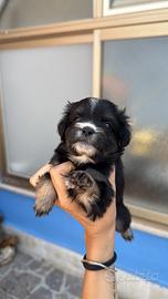 Maltipoo