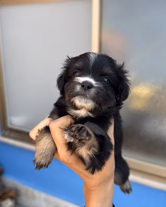 Maltipoo