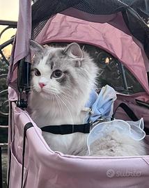 Gattino ragdoll