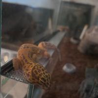 Coppia di geko leopardino con teca