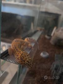 Coppia di geko leopardino con teca