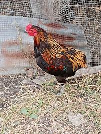 Gallo araucana collo oro