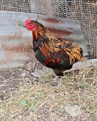 Gallo araucana collo oro