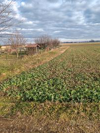 Terreno agricolo per orto e scampagnate