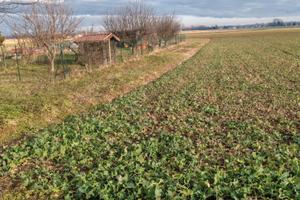 Terreno agricolo per orto e scampagnate
