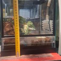 Teca per rettili e ragni Nuova!!!