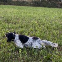 Setter inglese pronta caccia