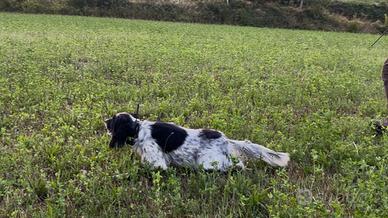 Setter inglese pronta caccia