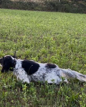 Setter inglese pronta caccia