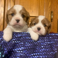 Cavalier king blenheim