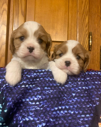 Cavalier king blenheim
