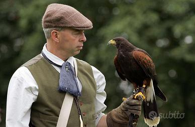 Rapaci per Bird Control - allontanamento colombi