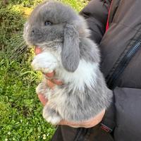 Conigli ariete nano cuccioli
