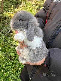 Conigli ariete nano cuccioli