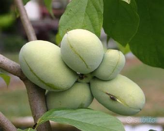 semi e frutti di pianta ASIMINA Triloba 
