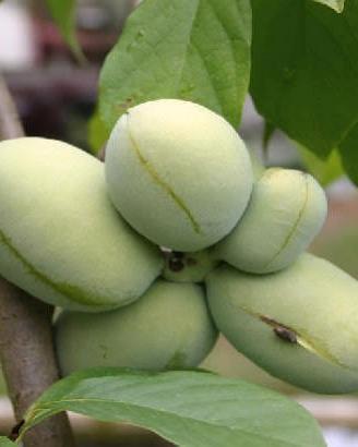 semi e frutti di pianta ASIMINA Triloba 