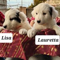 Cuccioli taglia media abbondante disponibili