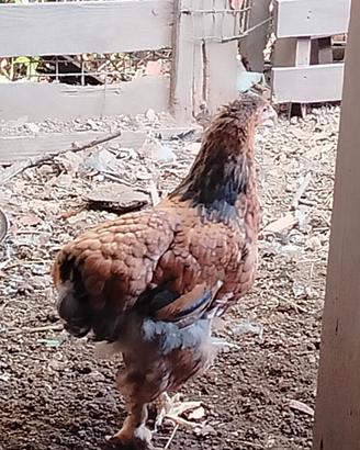 Galline e galletti