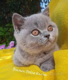 Cucciola di British Shorthair Blu