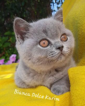 Cucciola di British Shorthair Blu