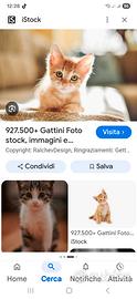 Gattina cucciola da adottare