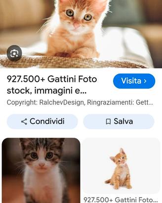 Gattina cucciola da adottare