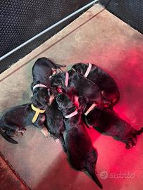 Cuccioli pastore tedesco con pedigree